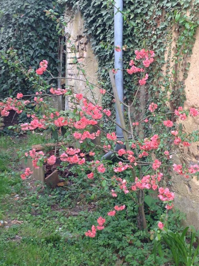 La Bicoque En Puisaye Ξενοδοχείο Saint-Amand-en-Puisaye Εξωτερικό φωτογραφία